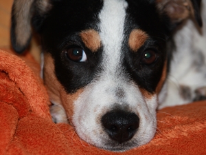 Annie