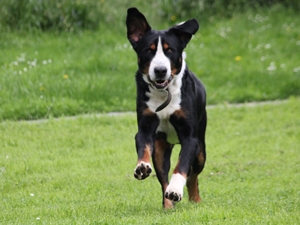 Artus