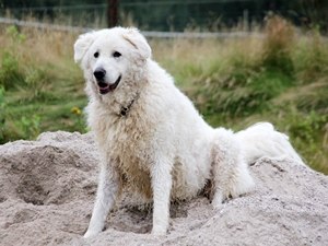 Balu1