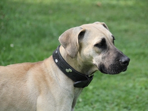 Balu2