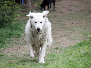 Balu3