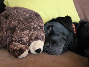 Baxter2