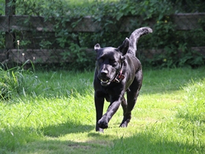 Baxter'