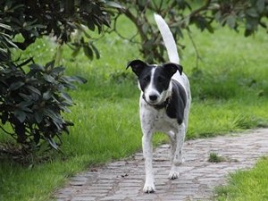 Bruno2