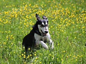 Bruno3