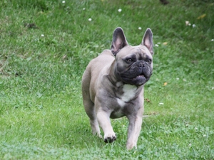 Bruno5