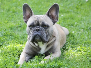 Bruno5