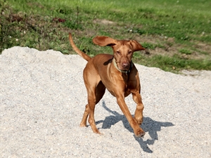 Canela1