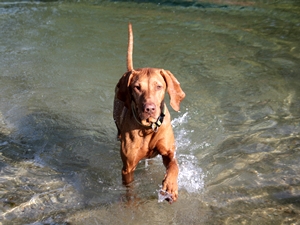 Canela1