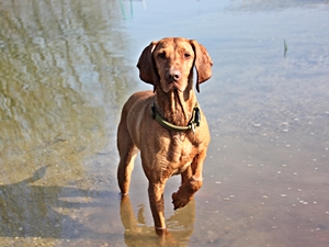 Canela