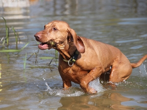 Canela