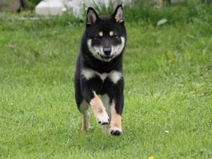 Chico1