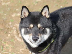Chico2