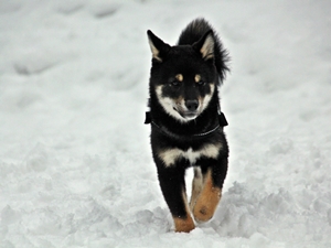 Chico