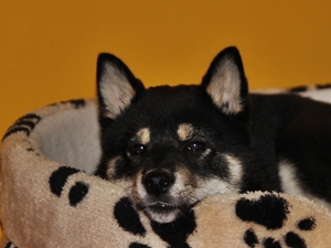 Chico