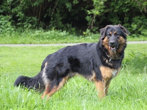 Hundename