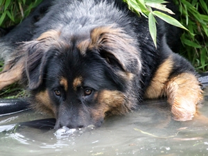 Hundename