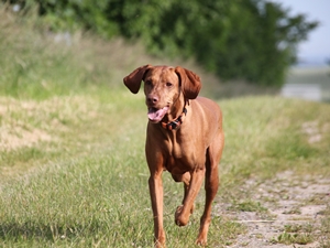Dina