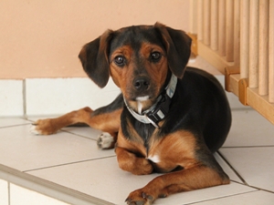 Lola