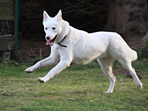 Luna1