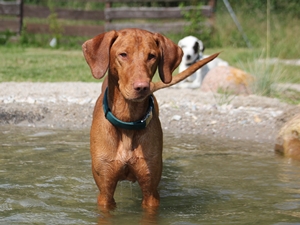 Otto1