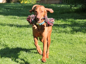 Otto
