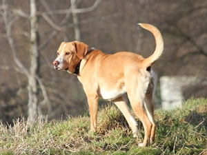 Pedro1