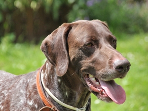 Pepper