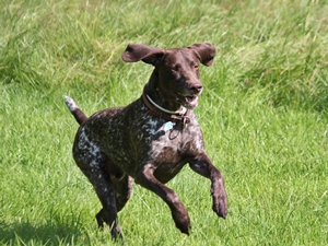 Pepper