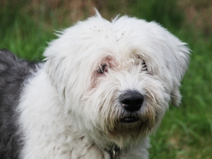 Sam