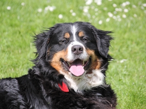 Sammy4