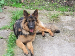 Sammy