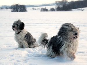 Schnee2