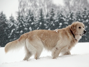 Schnee2