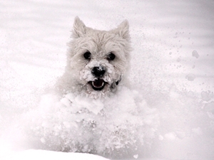 Schnee4