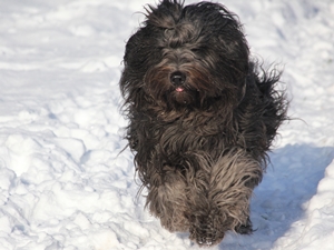 Schnee