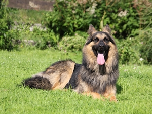 Thor