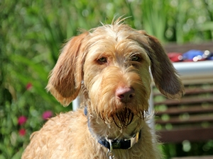 Willow