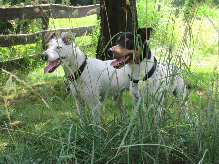Tierpension Freitag - Bild Tageshunde